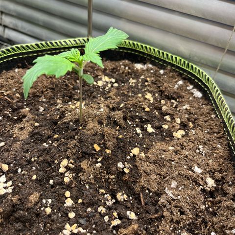 2. Mimosa growlog timeline photo