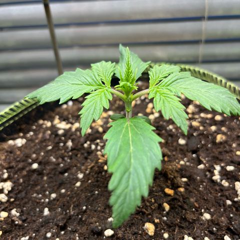 2. Mimosa growlog timeline photo