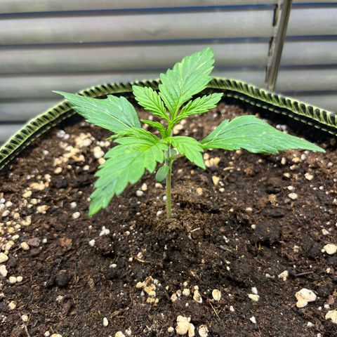 3. Green Gelato growlog timeline photo