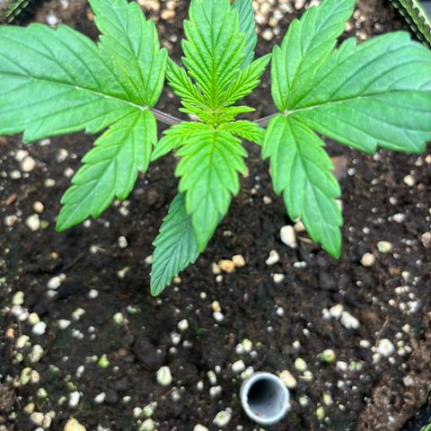 1. Pink Runtz growlog timeline photo