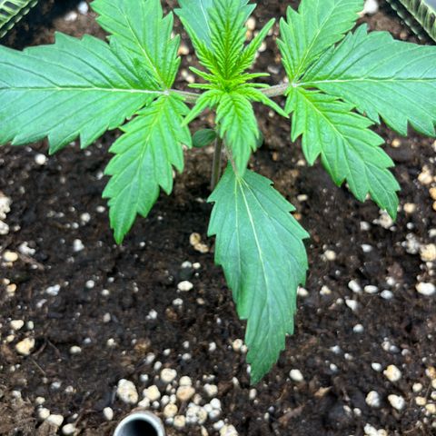 2. Mimosa growlog timeline photo