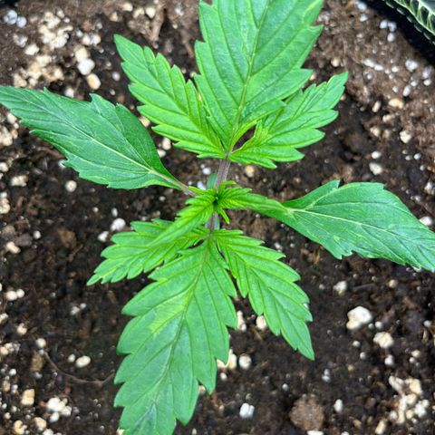 3. Green Gelato growlog timeline photo