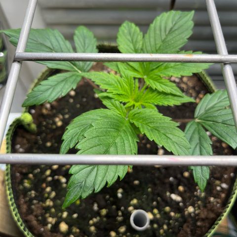 1. Pink Runtz growlog photo: Topping