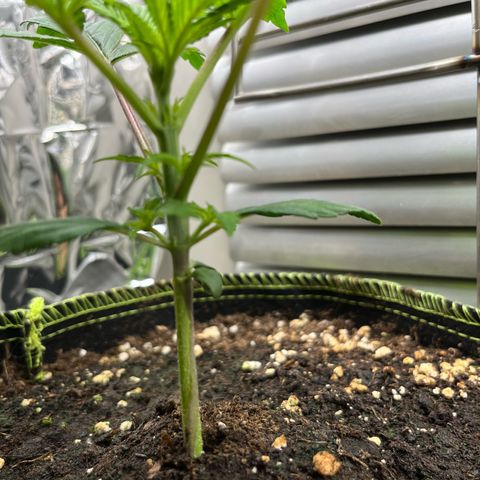 1. Pink Runtz growlog photo: Topping