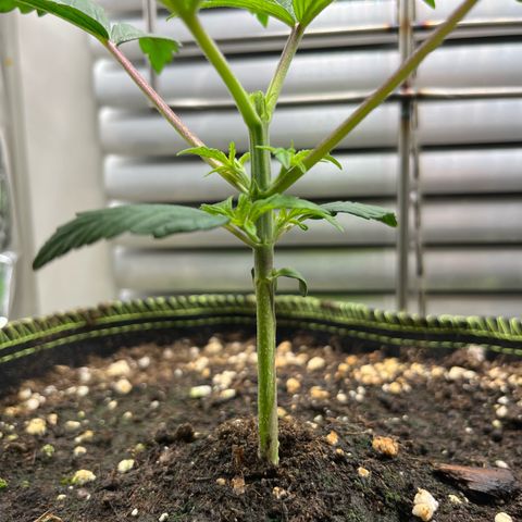 1. Pink Runtz growlog photo: Topping