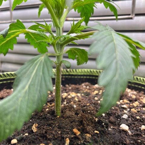 2. Mimosa growlog photo: Topping