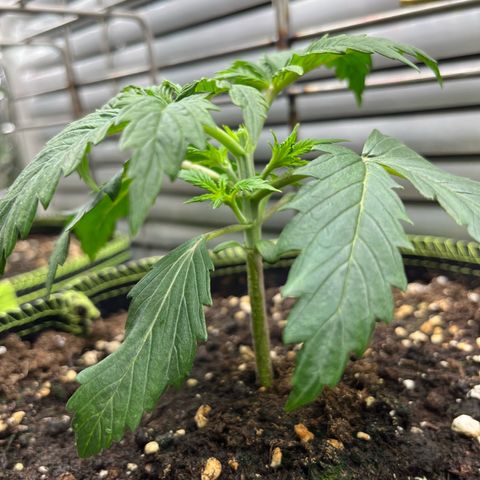 2. Mimosa growlog photo: Topping