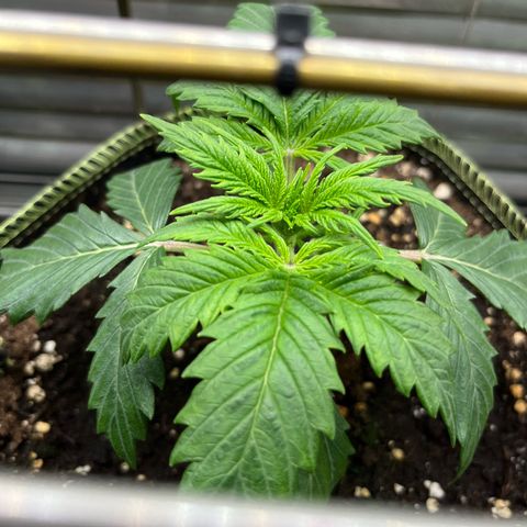 2. Mimosa growlog photo: Topping