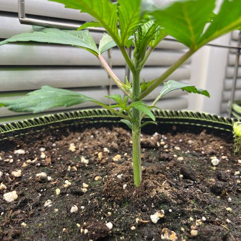 3. Green Gelato growlog photo: Topping
