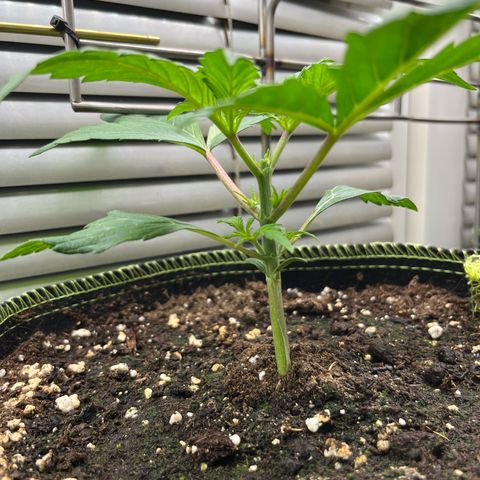 3. Green Gelato growlog photo: Topping
