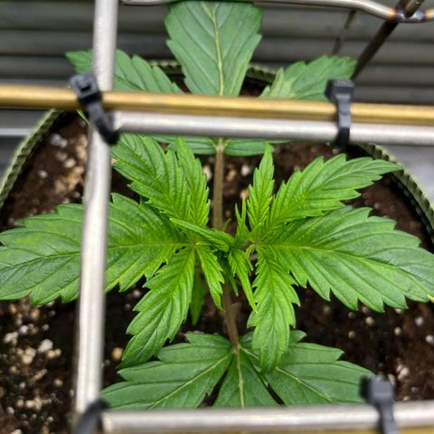 3. Green Gelato growlog photo: Topping