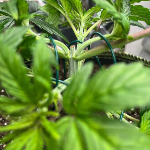 1. Pink Runtz growlog timeline photo
