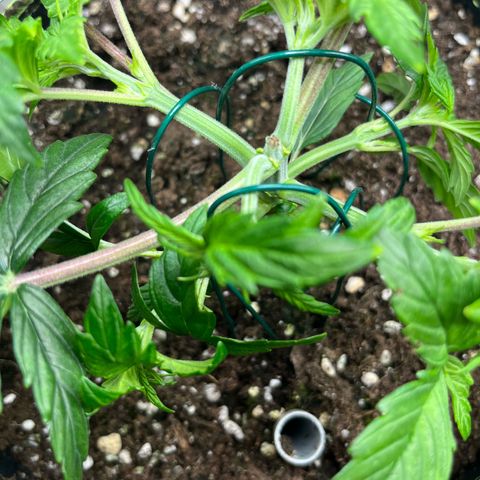 1. Pink Runtz growlog timeline photo