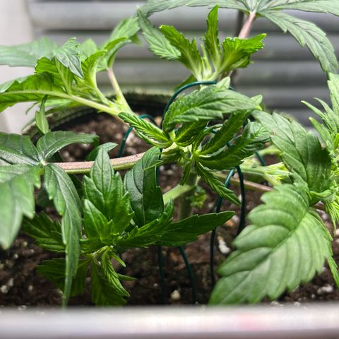 1. Pink Runtz growlog timeline photo