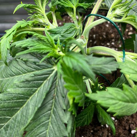 2. Mimosa growlog timeline photo