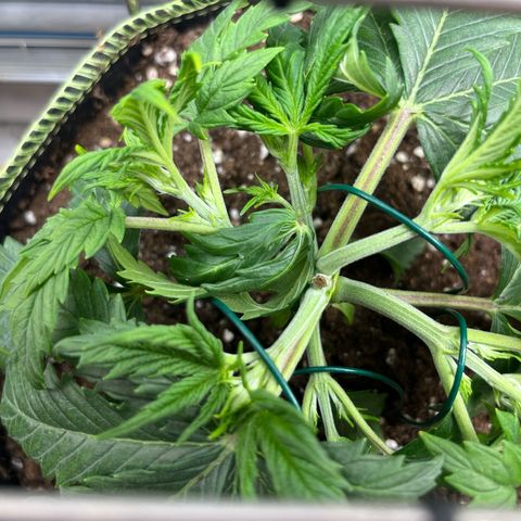 2. Mimosa growlog timeline photo