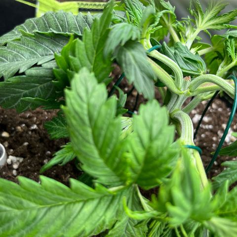 2. Mimosa growlog timeline photo