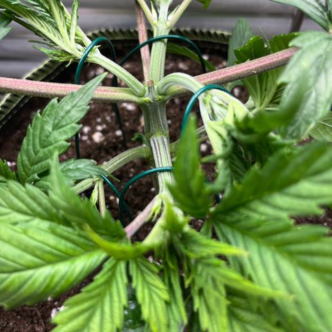 3. Green Gelato growlog timeline photo