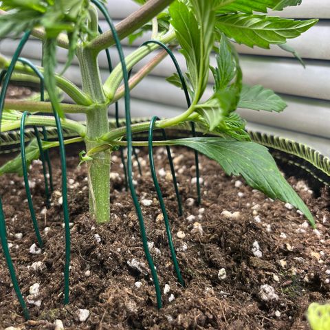 3. Green Gelato growlog timeline photo