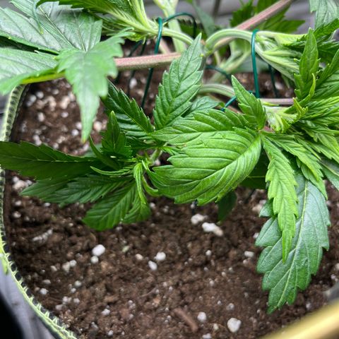 3. Green Gelato growlog timeline photo