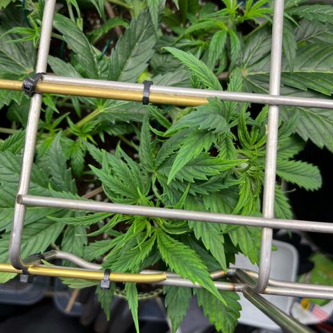 3. Green Gelato growlog timeline photo