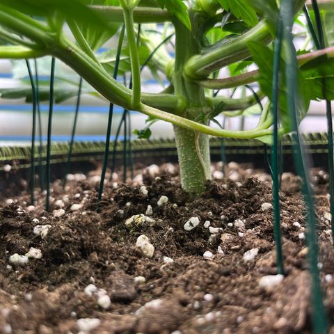 3. Green Gelato growlog timeline photo