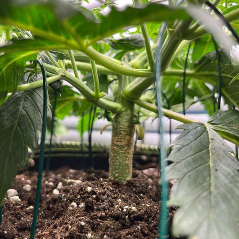 2. Mimosa growlog timeline photo