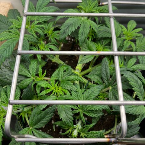1. Pink Runtz growlog timeline photo