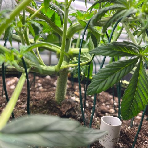 1. Pink Runtz growlog timeline photo
