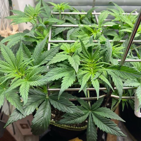 1. Pink Runtz growlog timeline photo