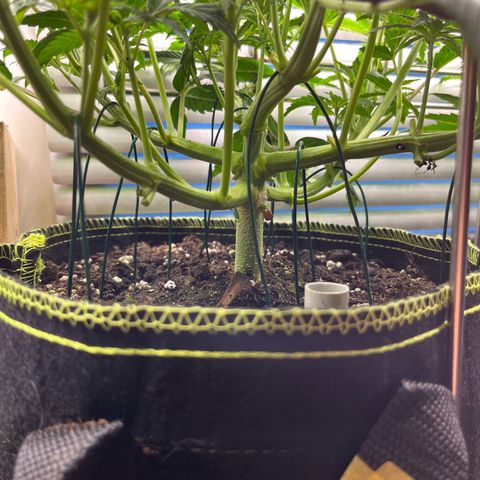 1. Pink Runtz growlog timeline photo