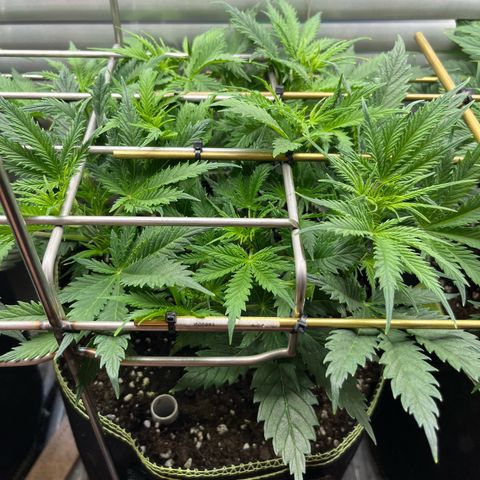 2. Mimosa growlog timeline photo