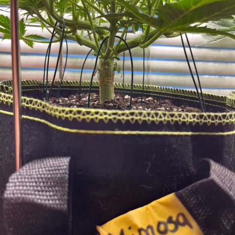 2. Mimosa growlog timeline photo