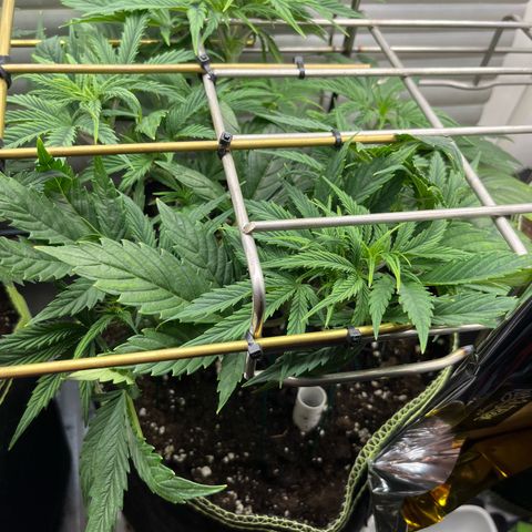 3. Green Gelato growlog timeline photo