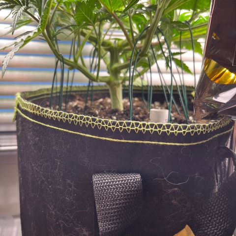 3. Green Gelato growlog timeline photo