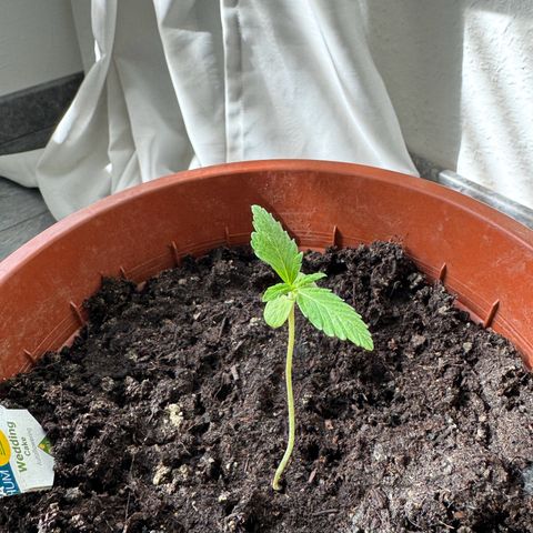 Wedding Cake Automatic growlog timeline photo