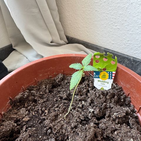 Wedding Cake Automatic growlog photo: Abknickerritis