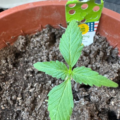 Wedding Cake Automatic growlog photo: Abknickerritis