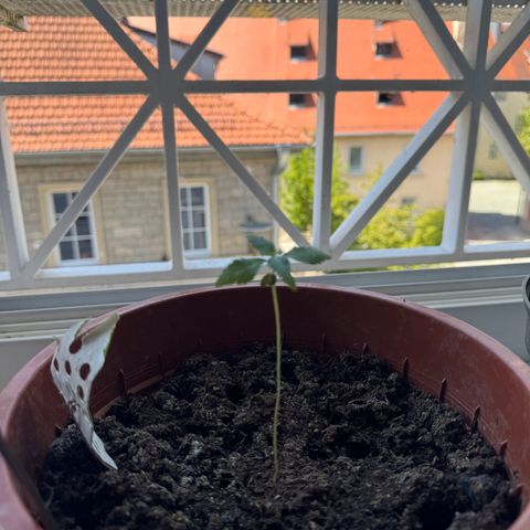 Wedding Cake Automatic growlog photo: Trockne