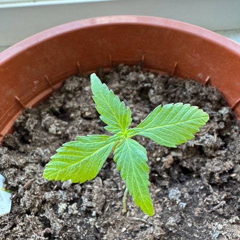 Wedding Cake Automatic growlog timeline photo