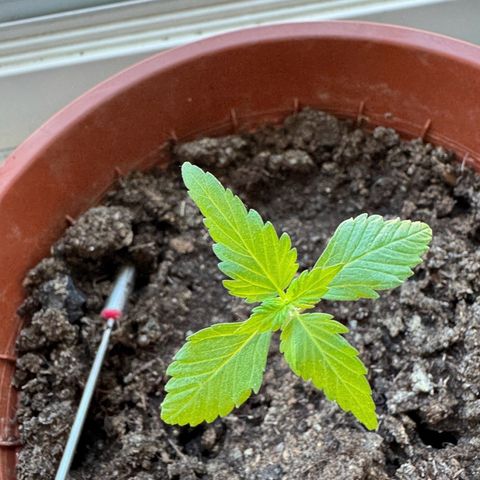 Wedding Cake Automatic growlog timeline photo