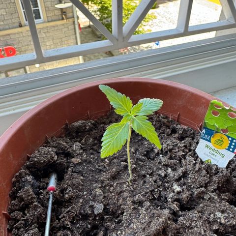 Wedding Cake Automatic growlog timeline photo