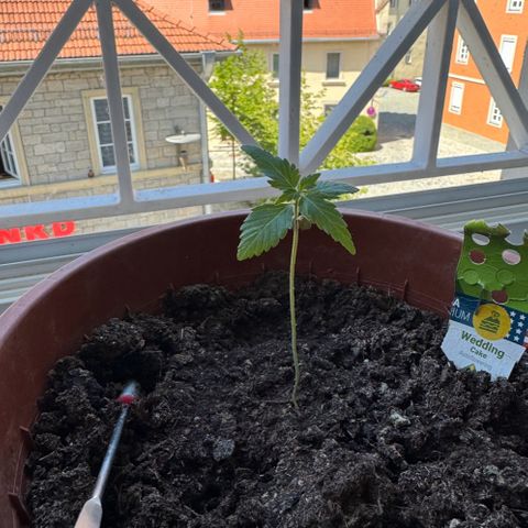 Wedding Cake Automatic growlog timeline photo