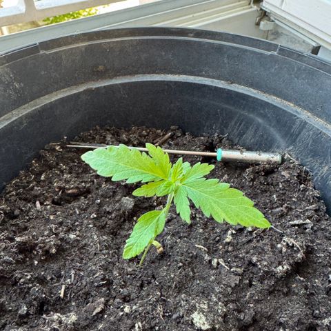 Special Queen #1 growlog timeline photo
