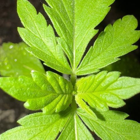 Special Queen #1 growlog timeline photo