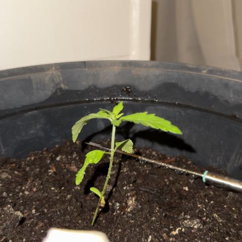 Special Queen #1 growlog timeline photo