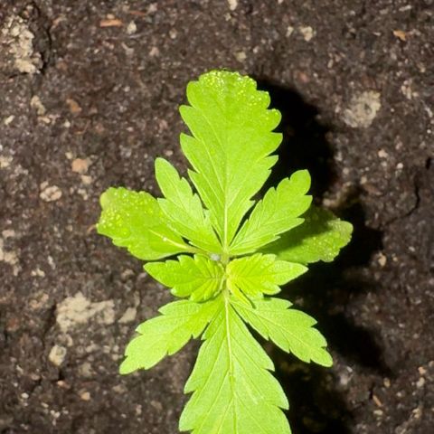 Special Queen #1 growlog timeline photo
