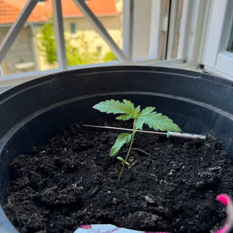 Special Queen #1 growlog timeline photo