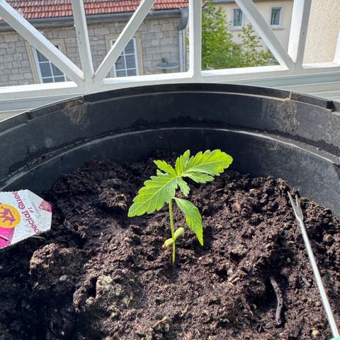 Special Queen #1 growlog timeline photo
