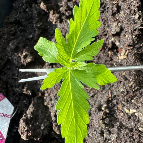 Special Queen #1 growlog timeline photo